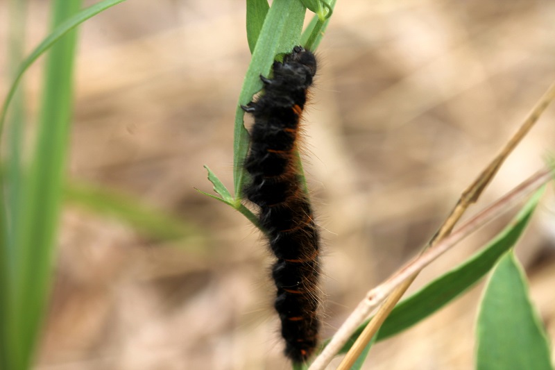 Aiuto id bruco - Macrothylacia rubi, Lasiocampidae